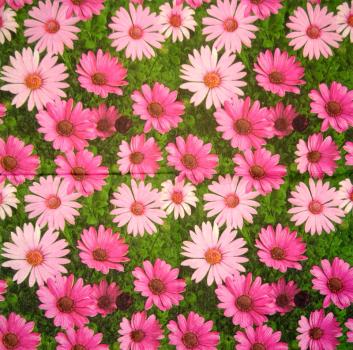 348 Daisies - 3-ply - CS